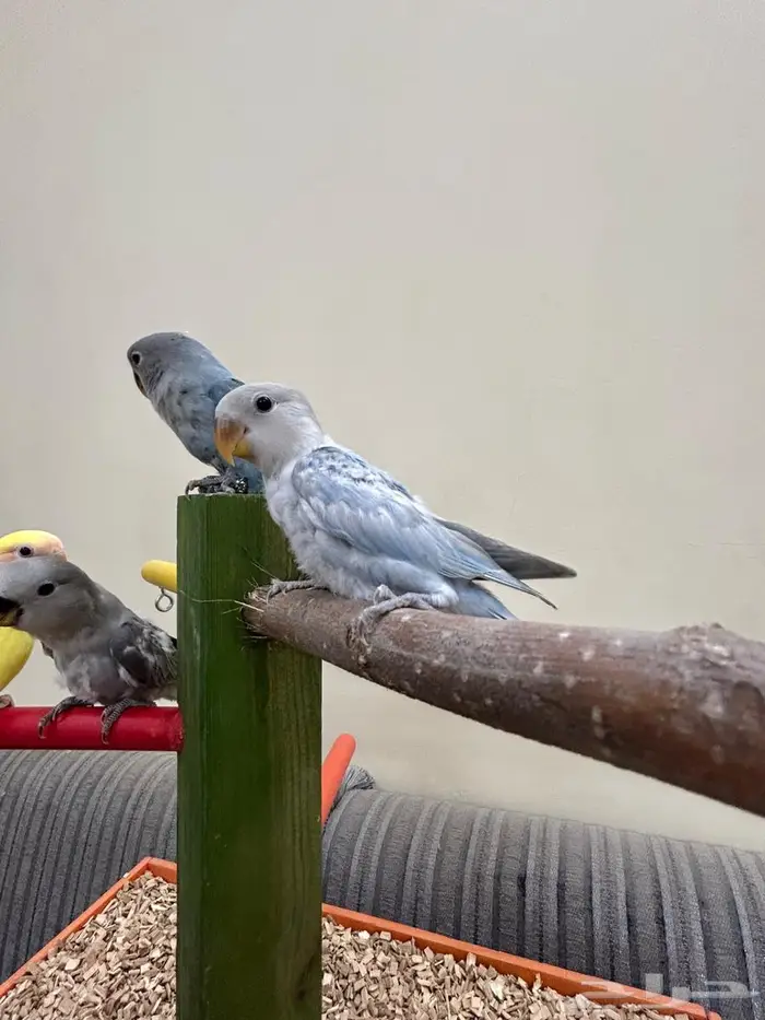 فروخ ببغاء كنيور روز بادجي هدد بداية هدد 1