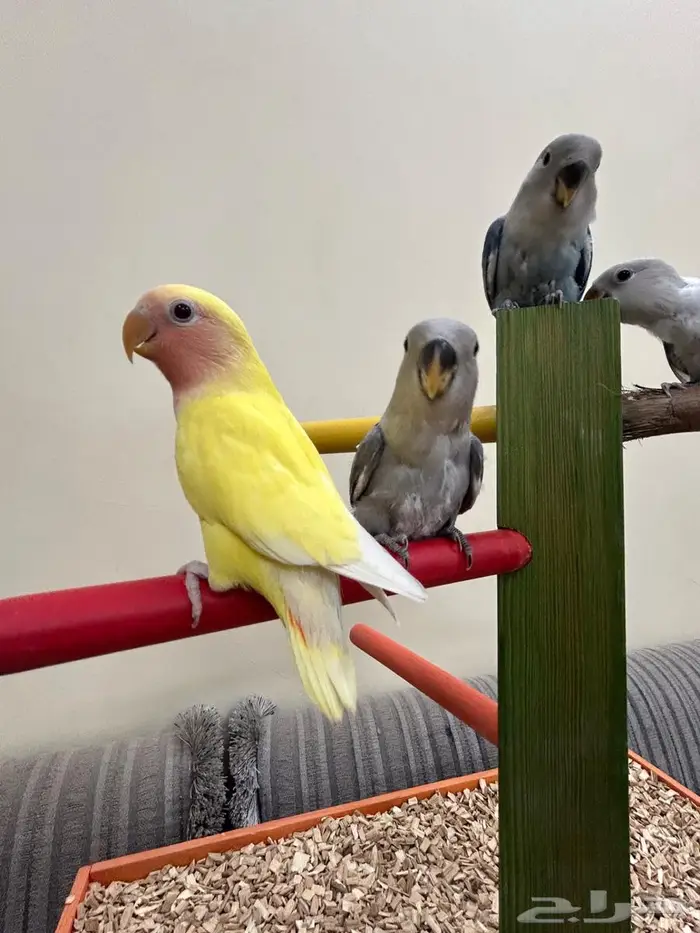 فروخ ببغاء كنيور روز بادجي هدد بداية هدد 2