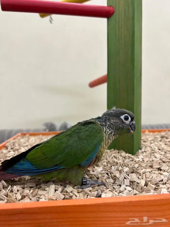 فروخ ببغاء كنيور روز بادجي هدد بداية هدد 3