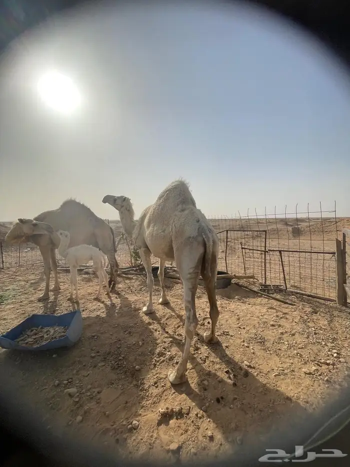 ناقة طيبة للبيع 1