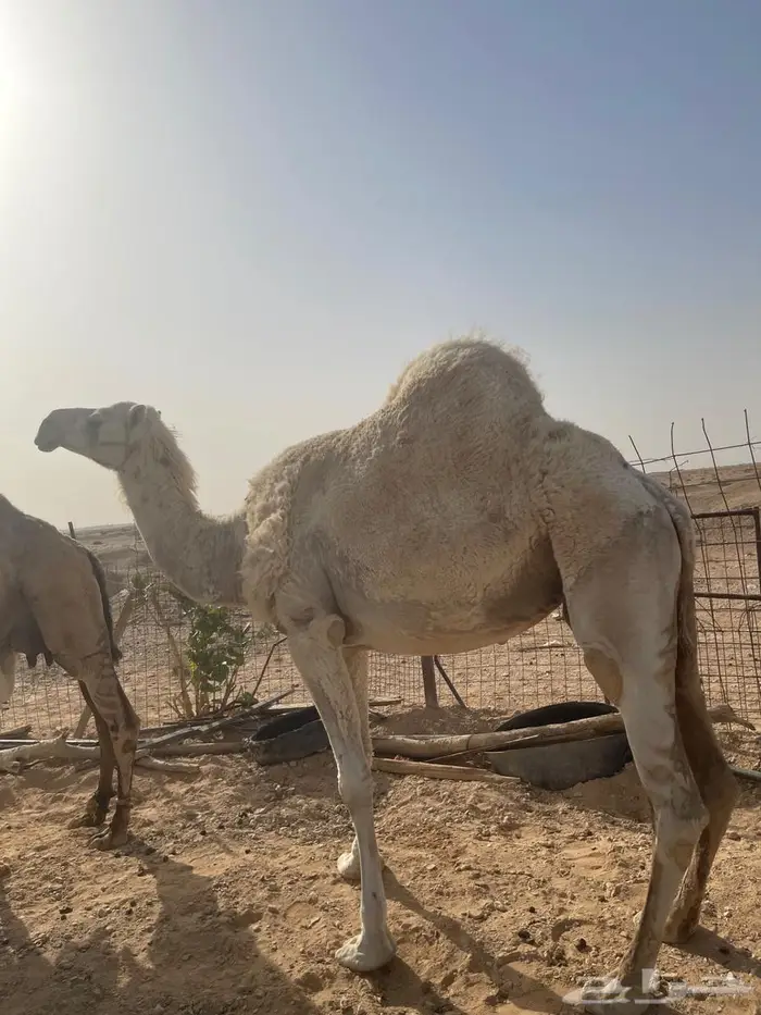 ناقة طيبة للبيع 3
