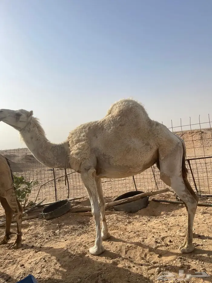 ناقة طيبة للبيع 2