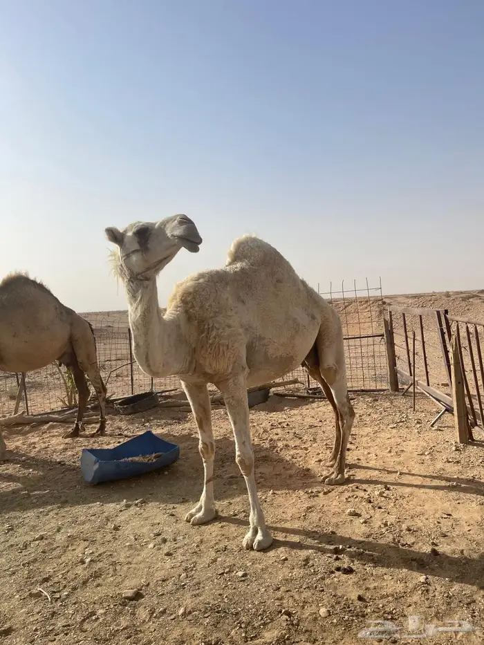 ناقة طيبة للبيع 0