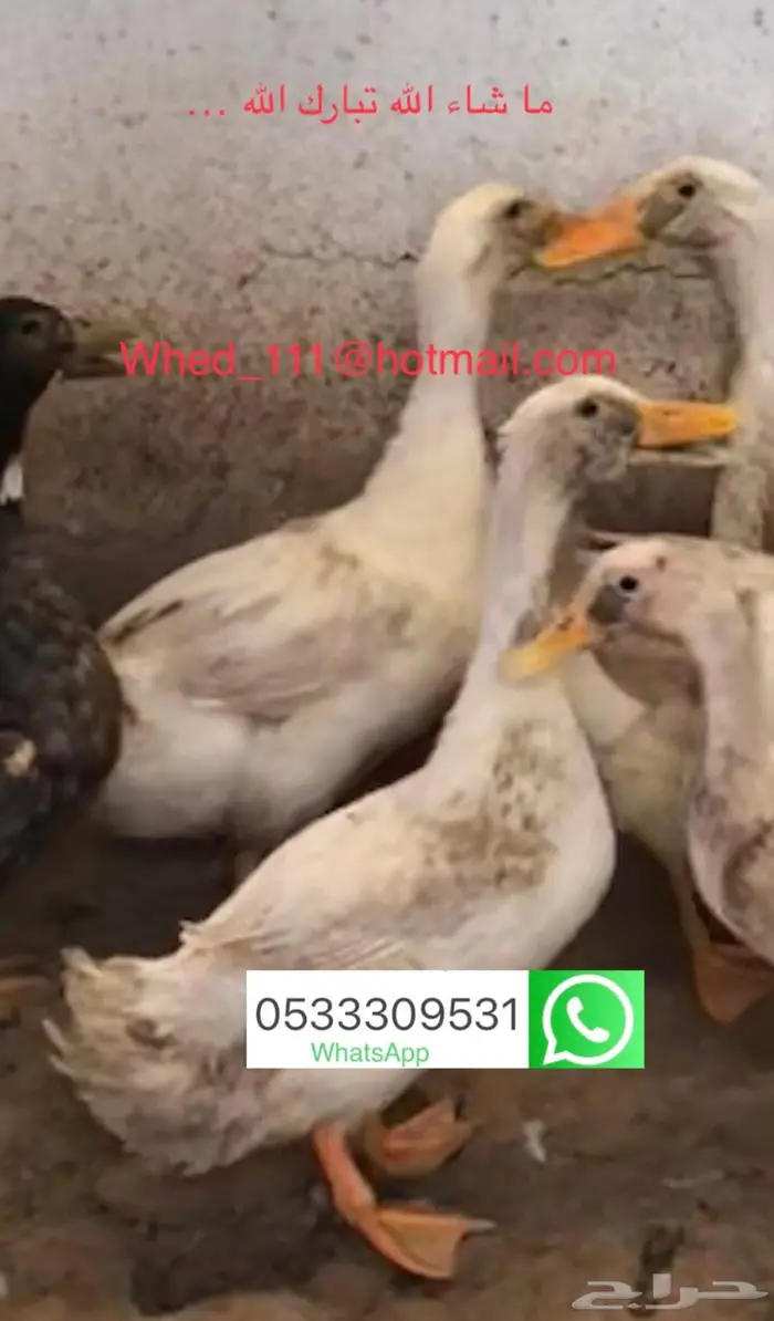 ذكور بط 4 حبات عنيزة 80 ريال 0