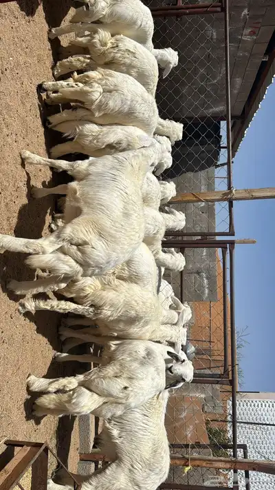 خرفان اظاحي للبيع 2