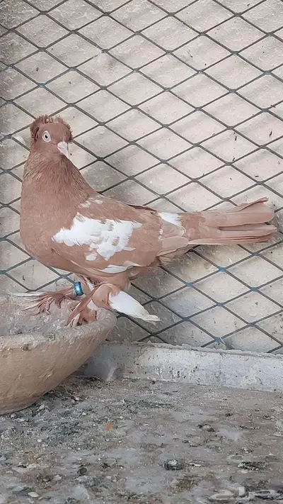للبيع زوج وست 4