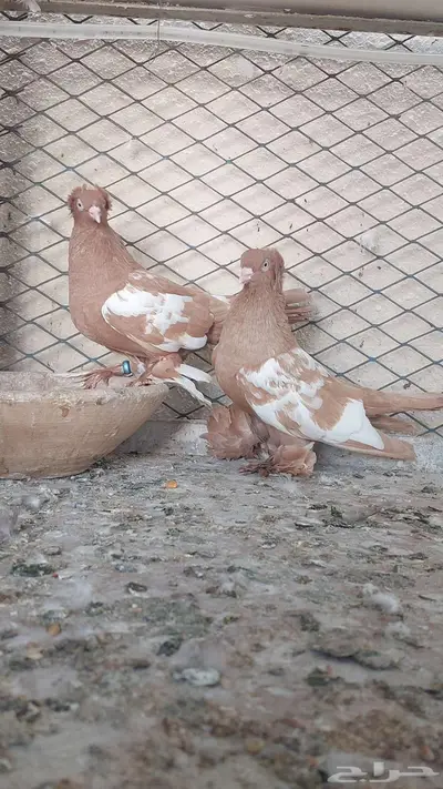 للبيع زوج وست 3