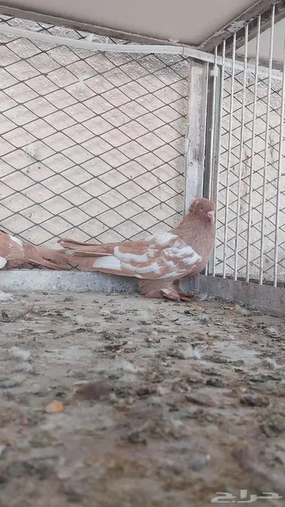 للبيع زوج وست 1