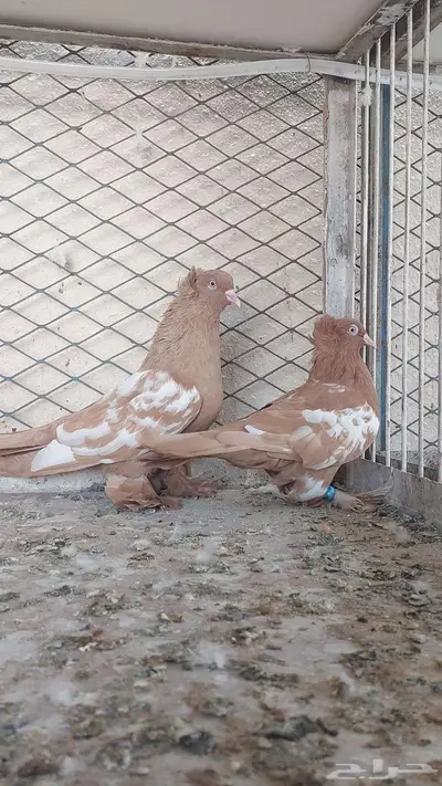 للبيع زوج وست 0