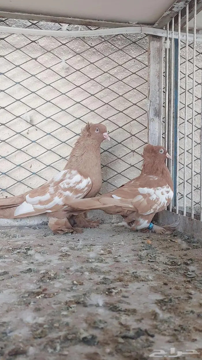 للبيع زوج وست 0