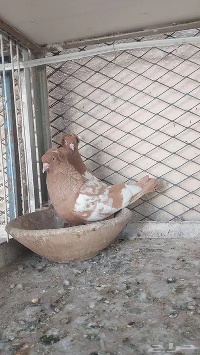 للبيع زوج وست 2