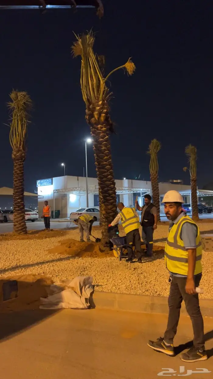 نخيل مثمر عربي مقاسات مختلفة 1