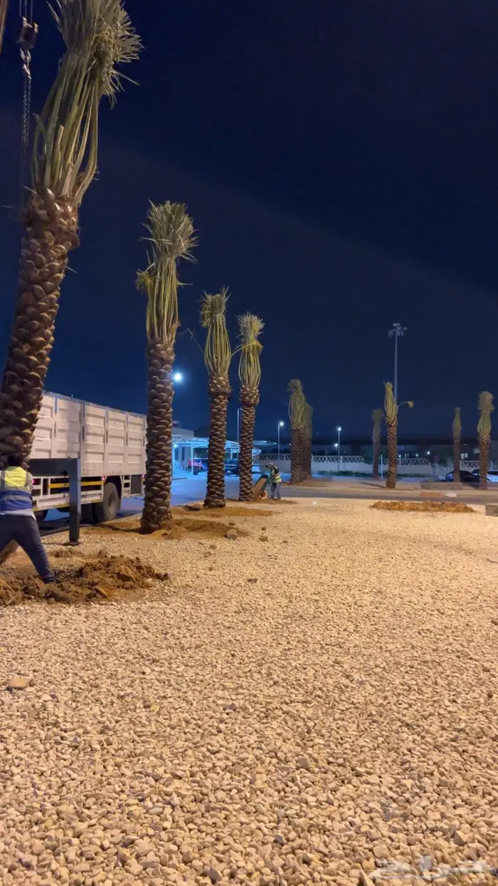 نخيل مثمر عربي مقاسات مختلفة 2