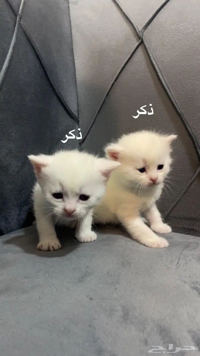 حجز مسبق قطط صغيرة للبيع 3