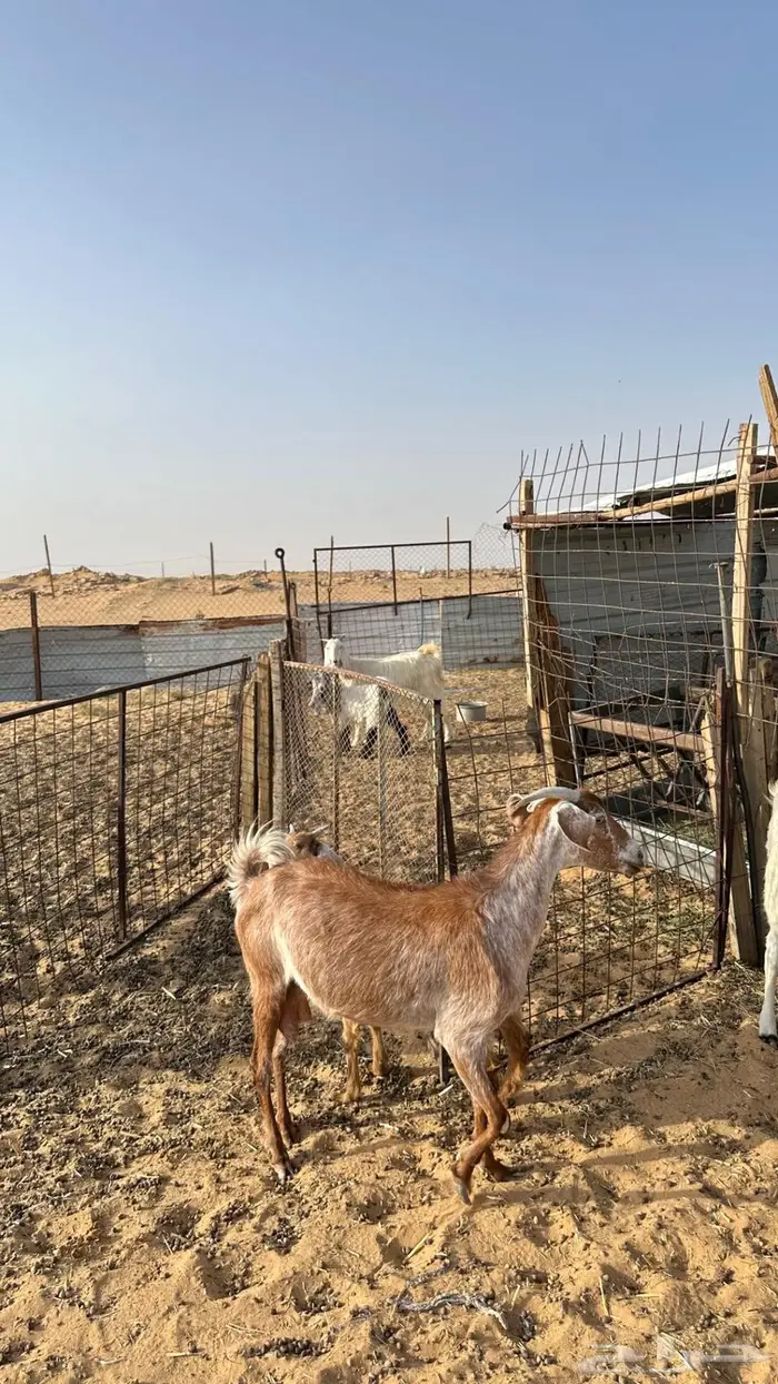 عنز معها تيس ذبيحة تم البيع 4