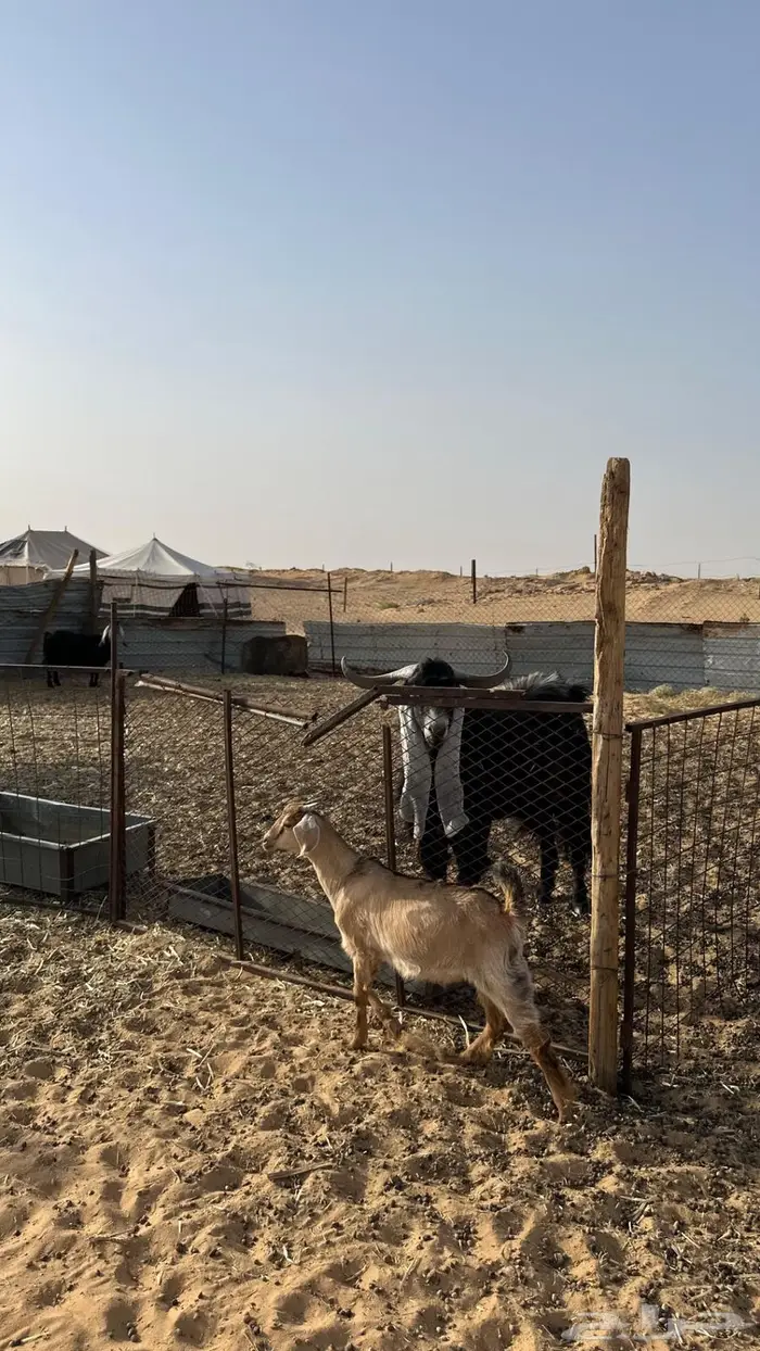 عنز معها تيس ذبيحة تم البيع 5