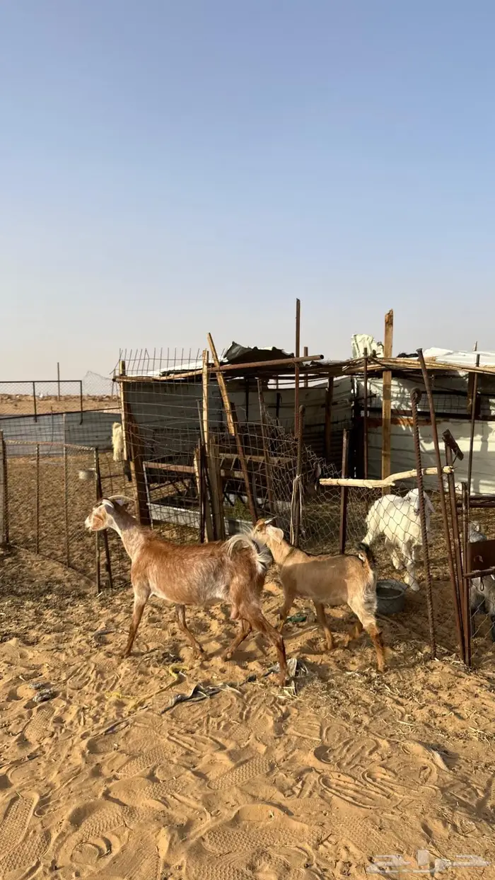 عنز معها تيس ذبيحة تم البيع 0