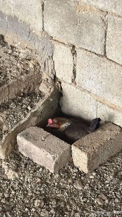 دجاج عربي ترثه_تم البيع 0