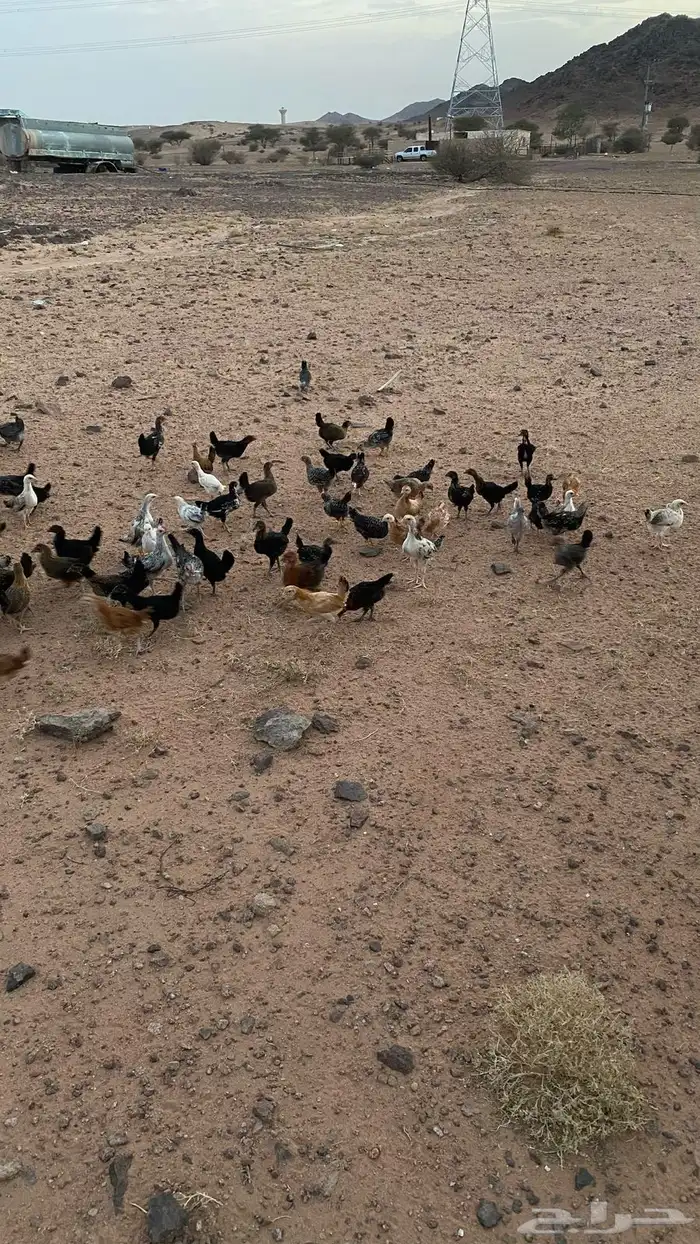 فروخ دجاج 2
