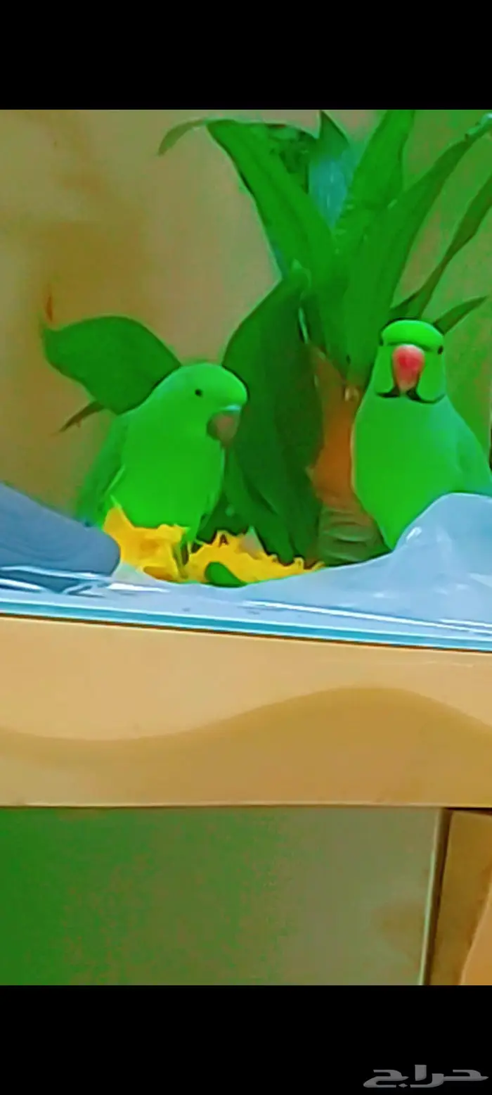 مجموعه طيور جميله للبيع 2