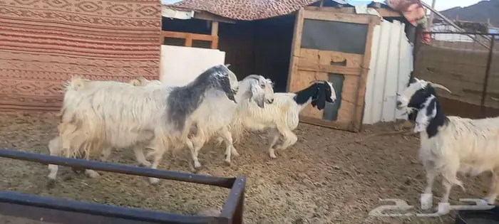 (( تم البيع )) 4 معزا مصريات بيض 0