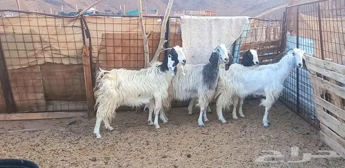 (( تم البيع )) 4 معزا مصريات بيض 19