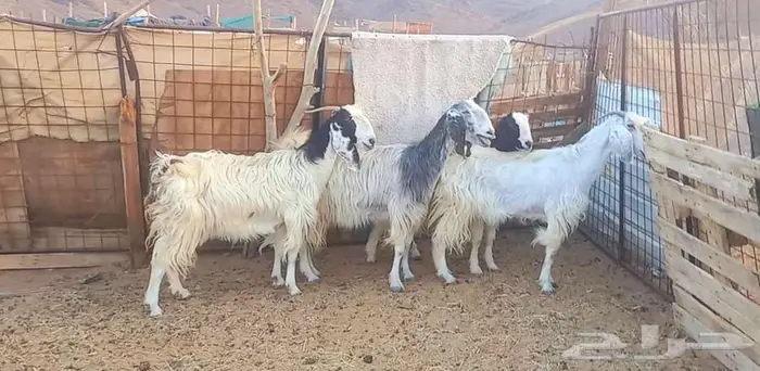 (( تم البيع )) 4 معزا مصريات بيض 9