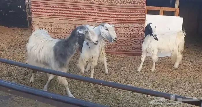(( تم البيع )) 4 معزا مصريات بيض 2