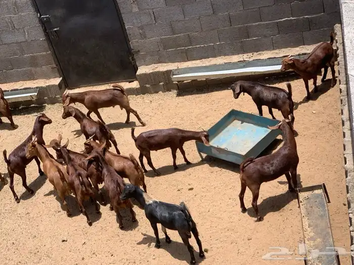 ذبايح تيوس وخرفان مع الذبح والتوصيل 3