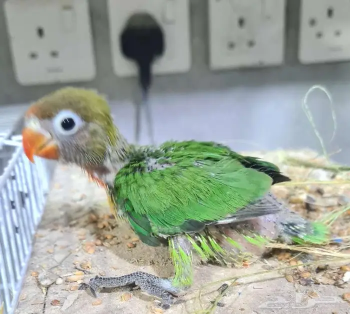 فروخ روز وفيشر 1