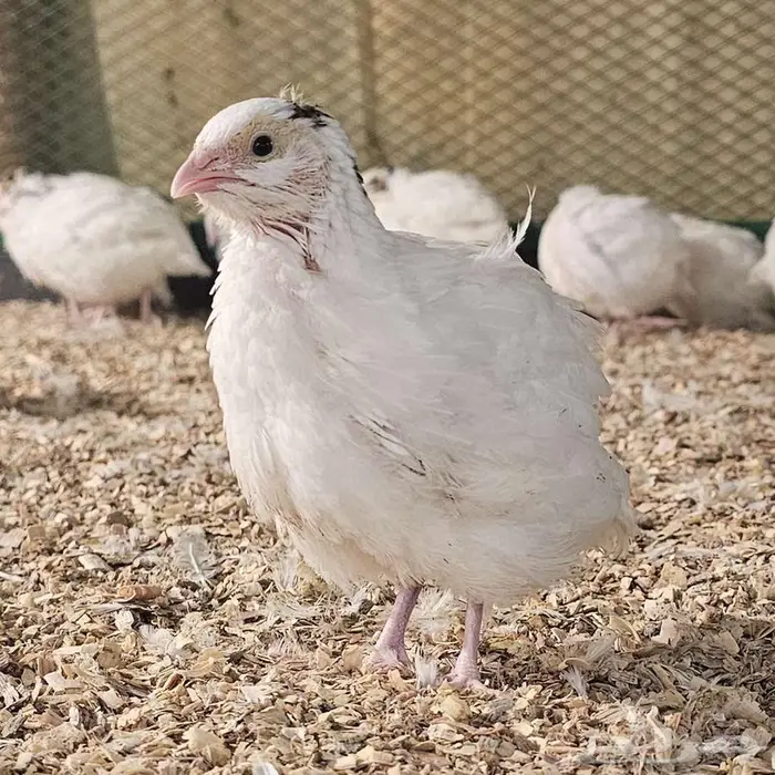 سمان تكساس فروخ 2