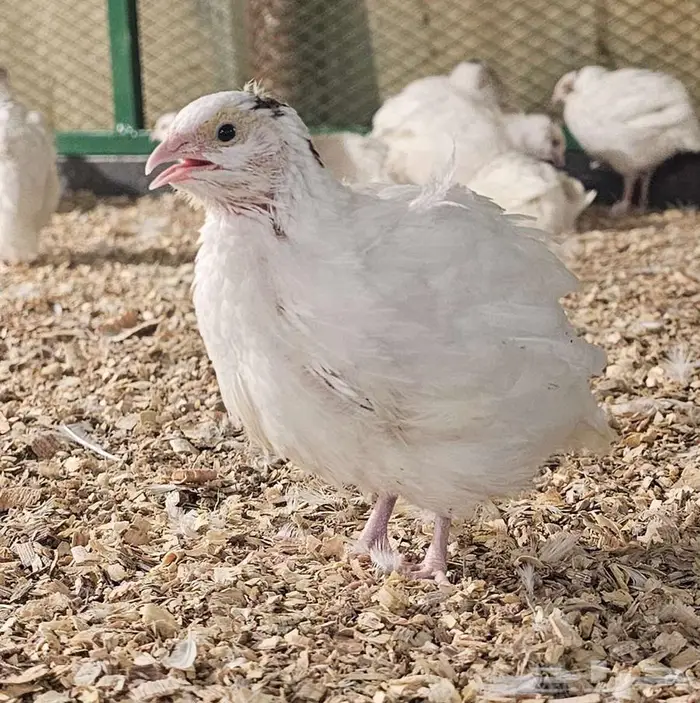 سمان تكساس فروخ 3