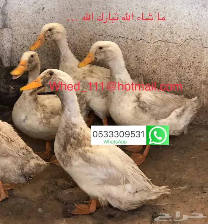 ذكور بط 4 حبات عنيزة 80 ريال 2