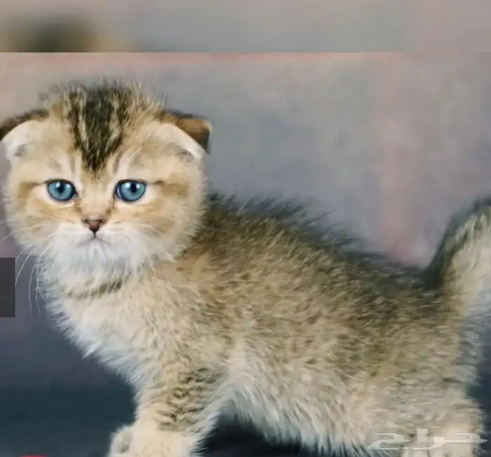 قطط سكوتش كيتن 3