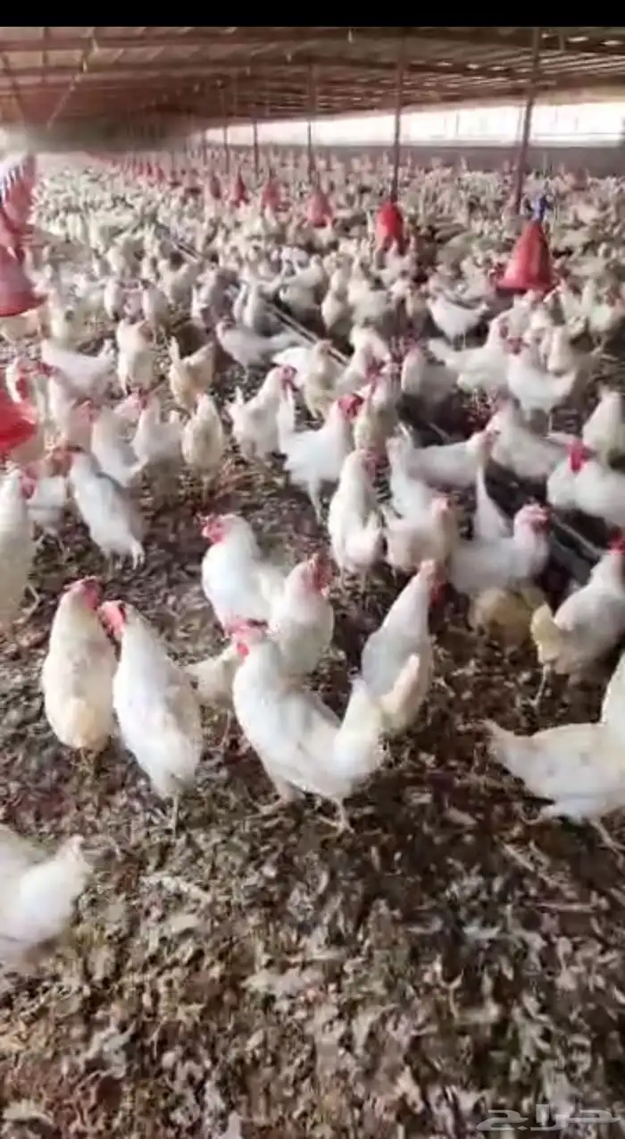 دجاج بياض العدد مفتوح 2
