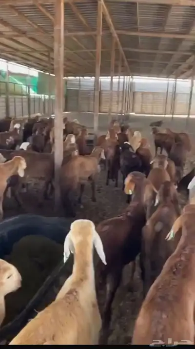 غنم سواكني مرابي كلها تضحي 1
