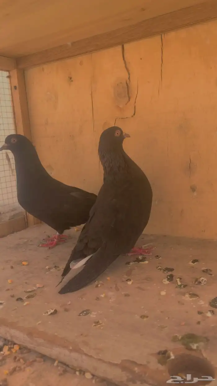 حمام 0