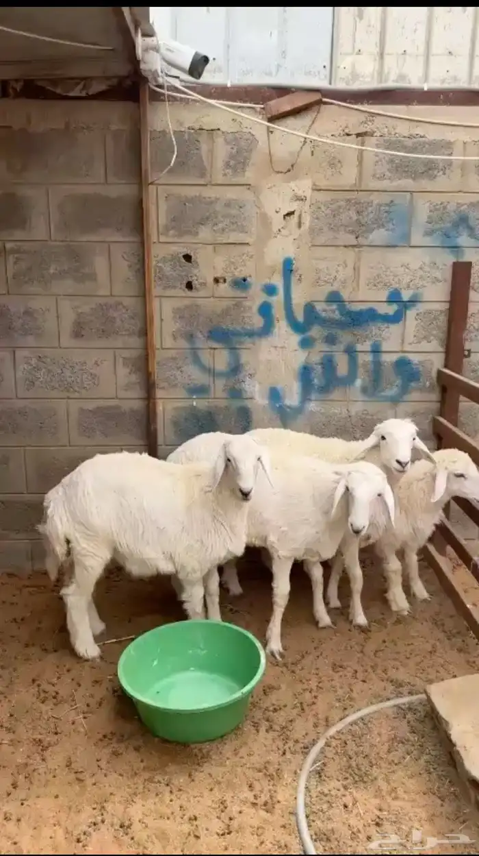 بيع خرفان متوفر تقسيط تابي وتمارا 5