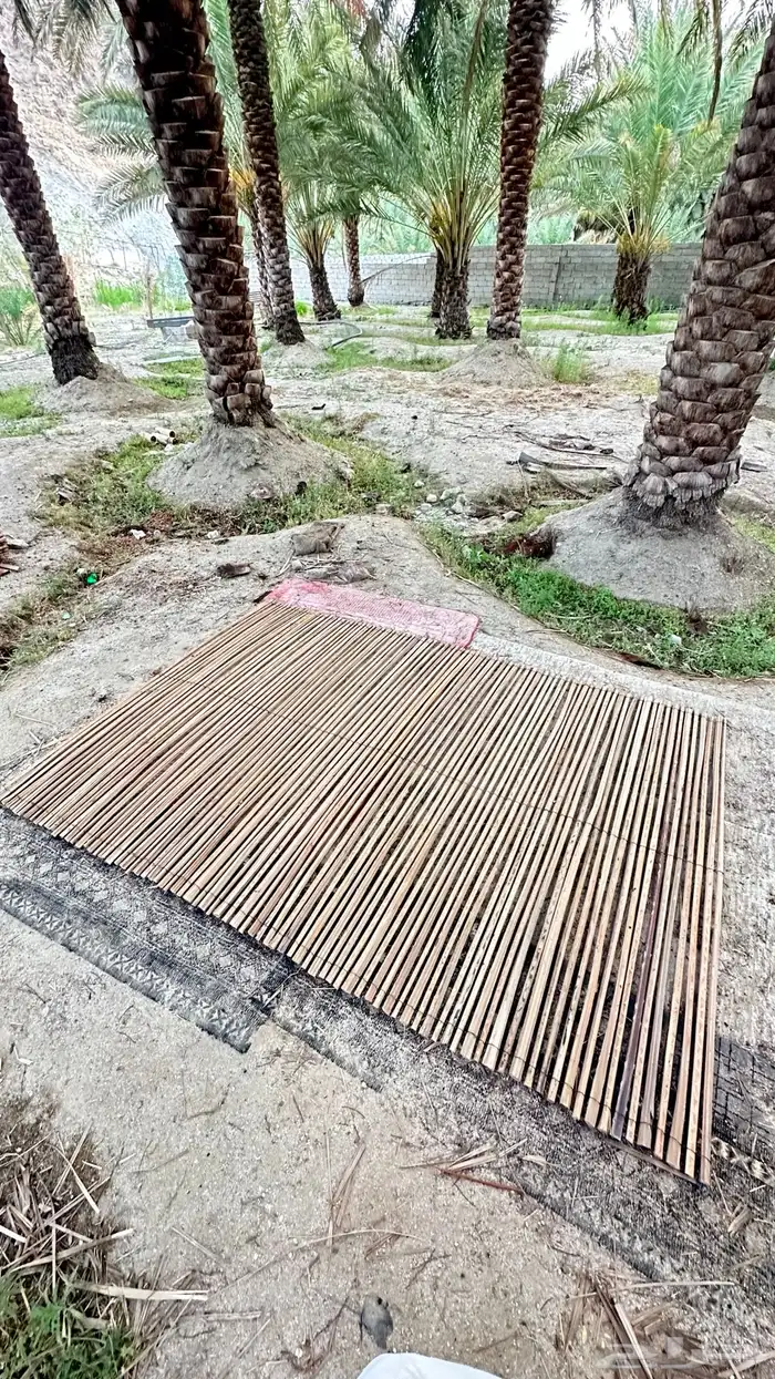 جريد سعف 1