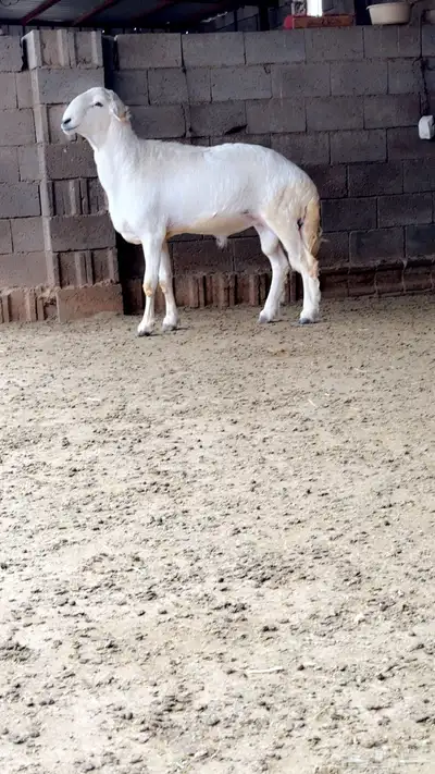مشروع فحل 2