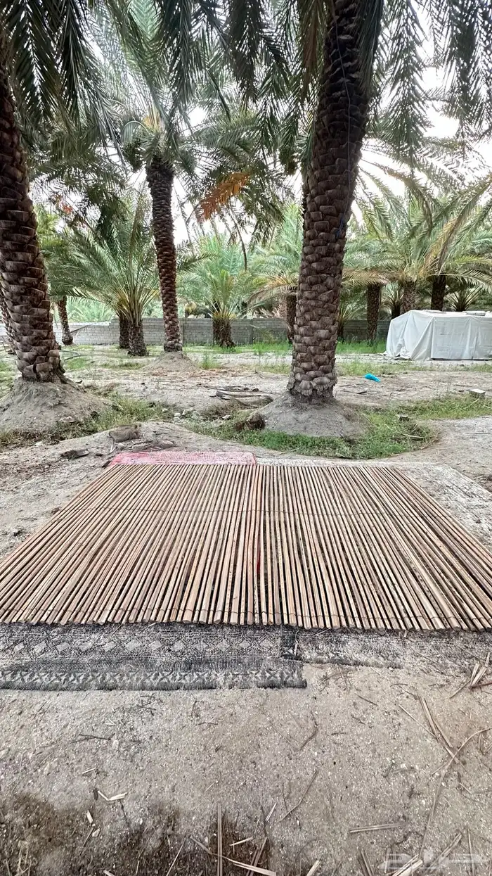 جريد سعف 3