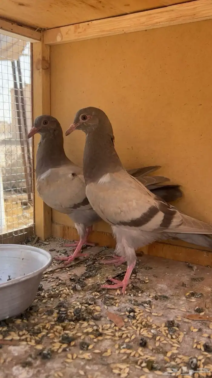 حمام لاحم سلفر 0