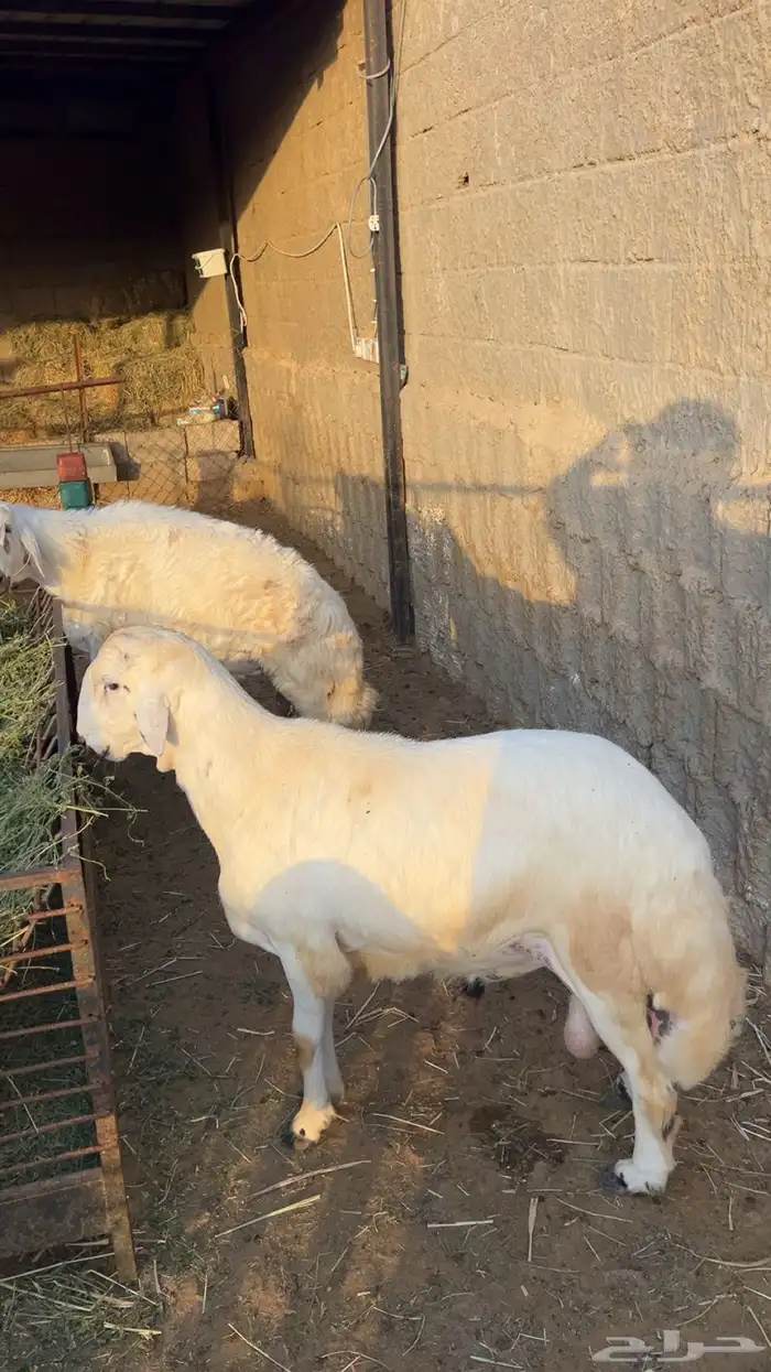 اضاحي طليان ((تم البيع)) 3