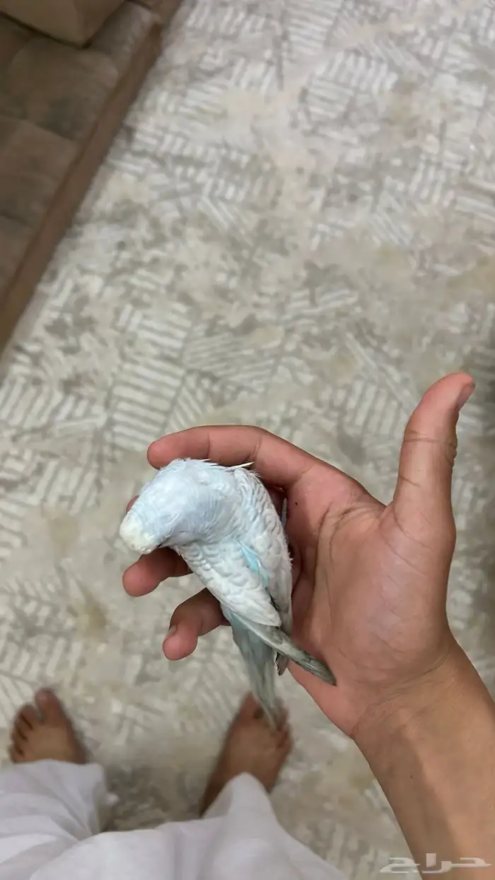 طير من طيور الحب للبيع على السوم 0