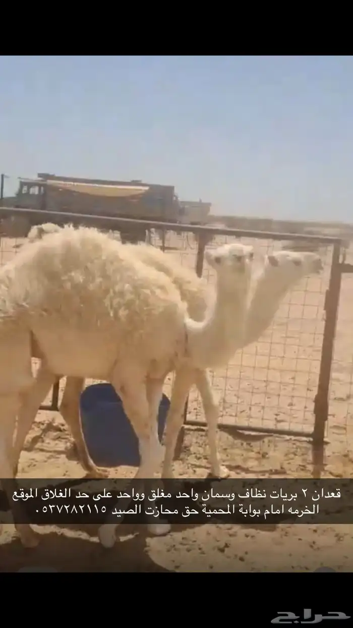حيران على الحليب طيبه 0
