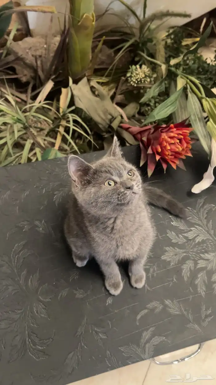 قط سكوتش ستريت 0