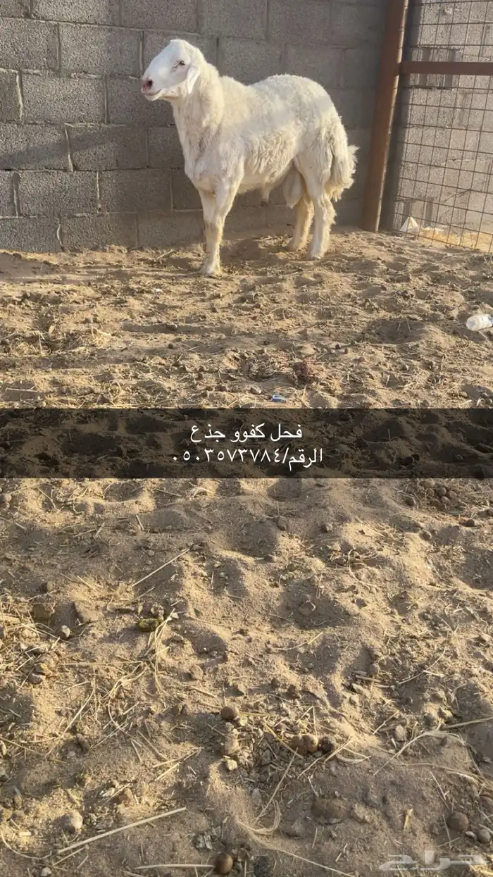 فحل كفوو جذع 0