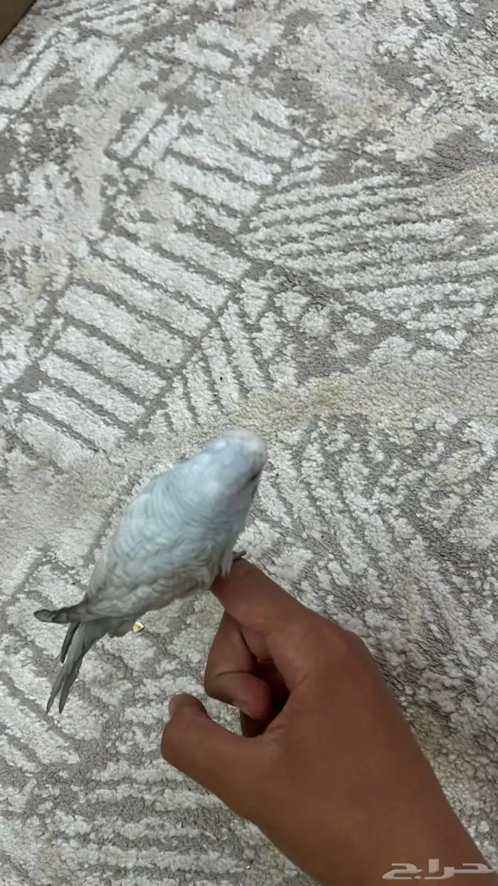 طير من طيور الحب للبيع على السوم 1