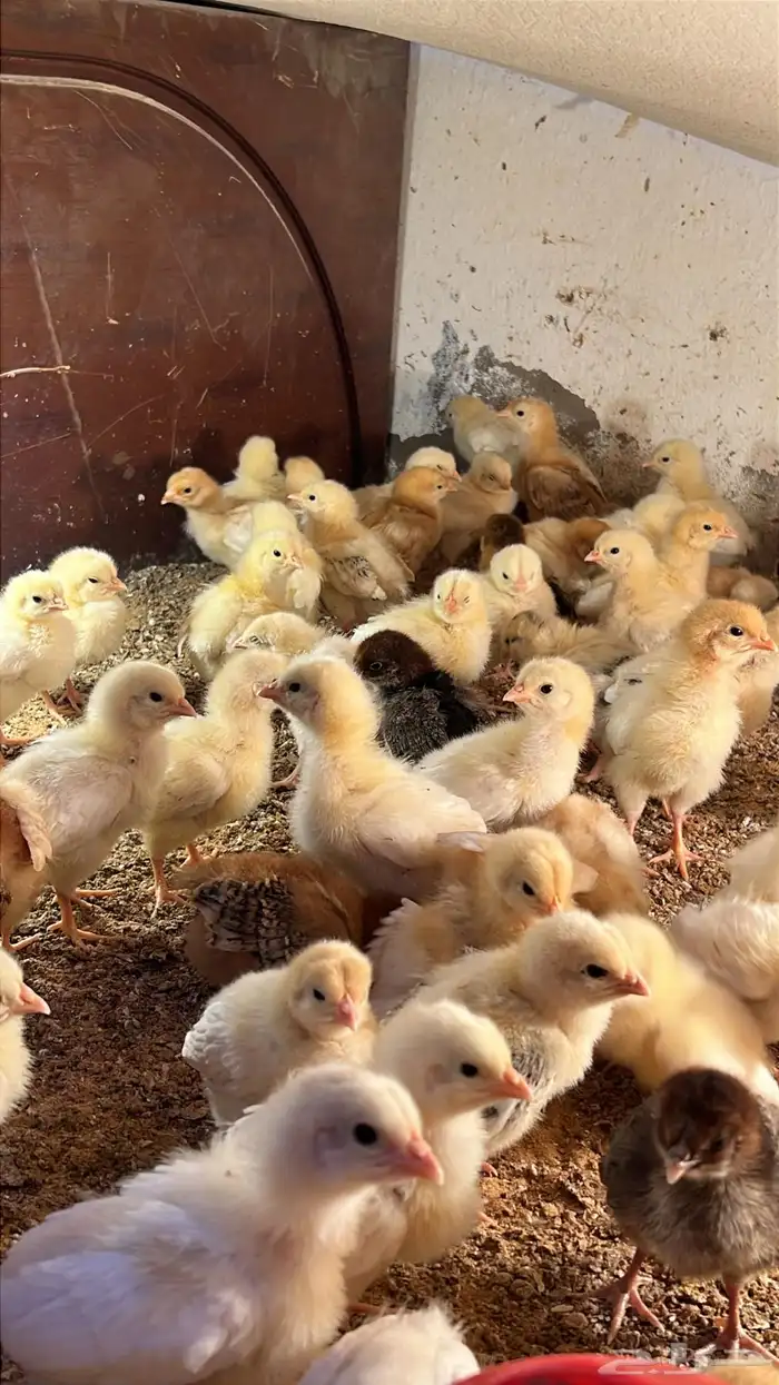 صوص صيصان لوهمن لوهمان بروان بيور دم صافي شرط 1