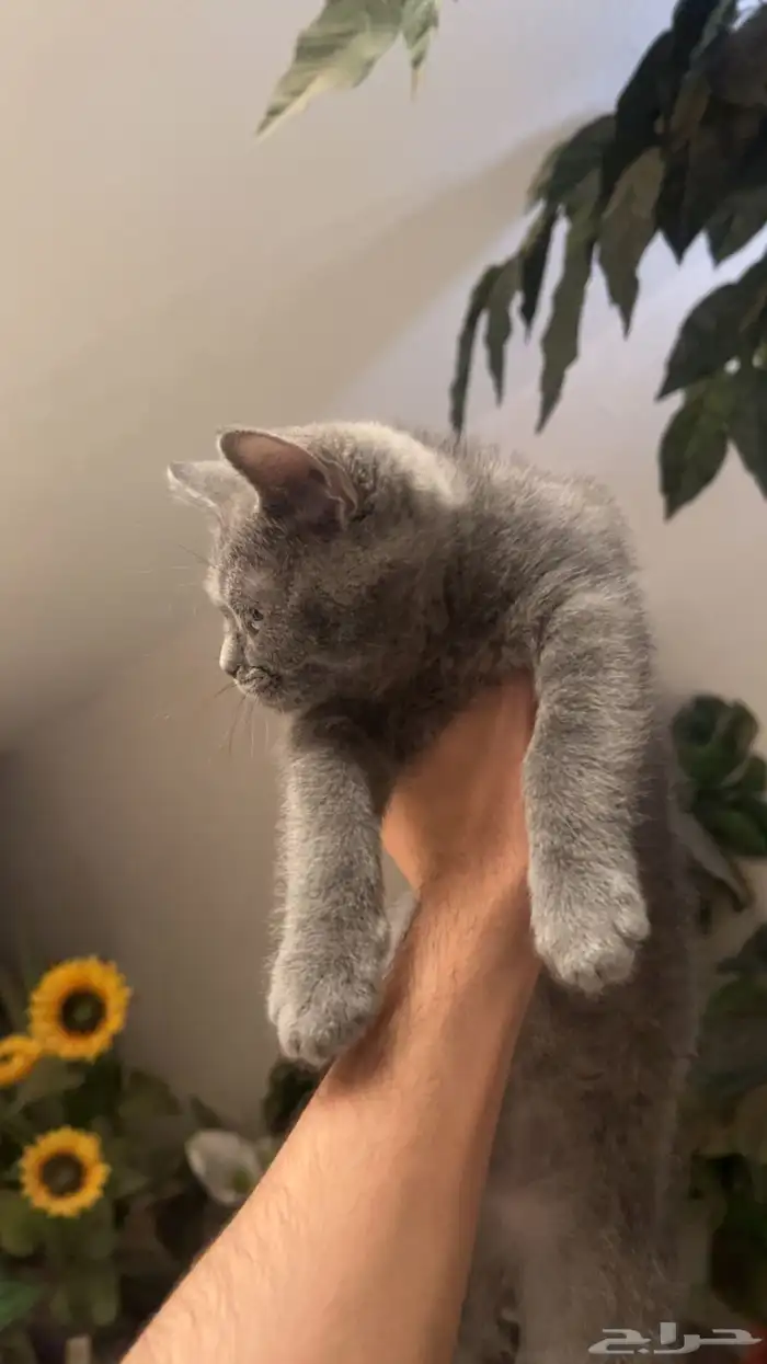 قط سكوتش ستريت 2